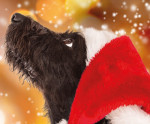 Hund mit Weihnachtsmütze
